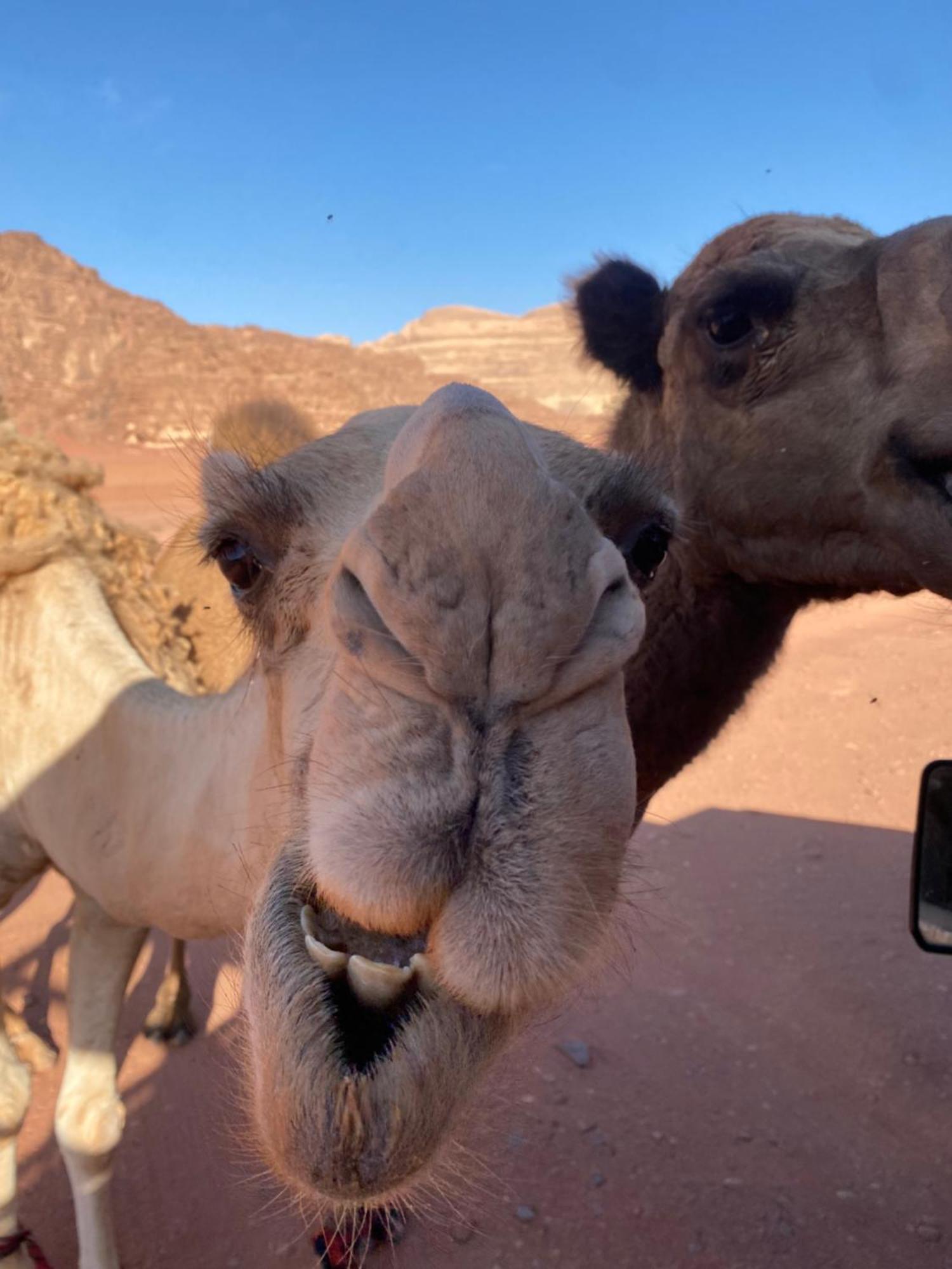 فندق Wadi Rum Desert Heart Camp المظهر الخارجي الصورة