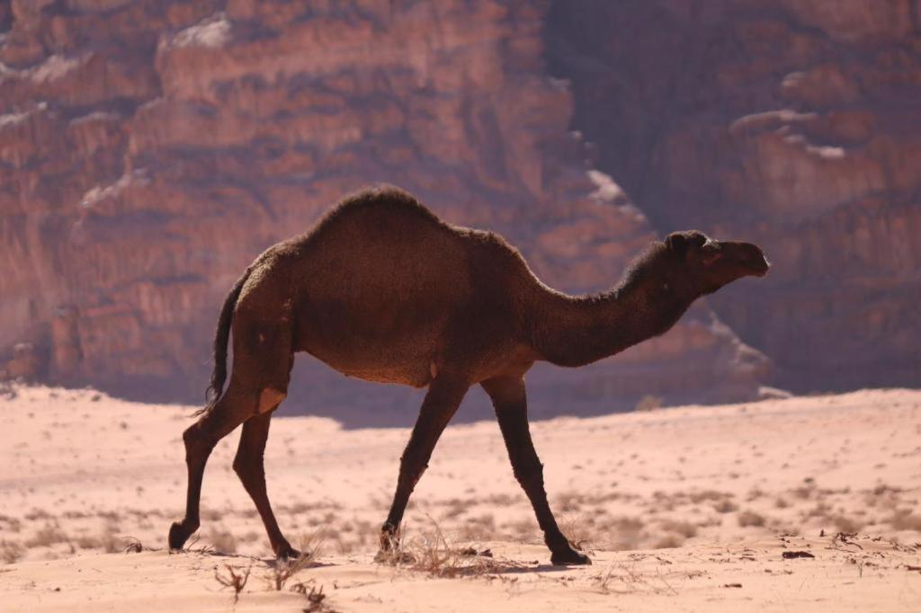 فندق Wadi Rum Desert Heart Camp المظهر الخارجي الصورة