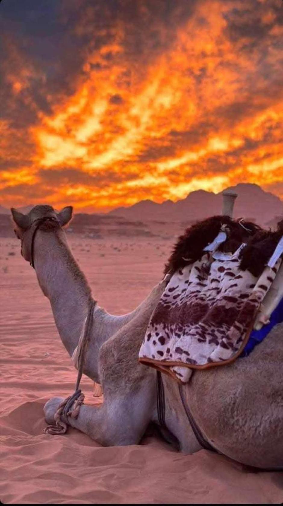 فندق Wadi Rum Desert Heart Camp المظهر الخارجي الصورة